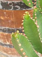 Euphorbe - Euphorbia Triangularis (fam Euphorbiacees) (Afrique du sud) (04) (Photo F. Mrugala)